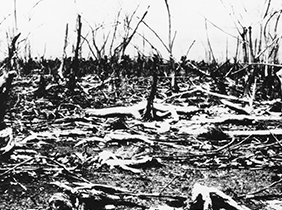 Dead Mangrove Forest, Vietnam